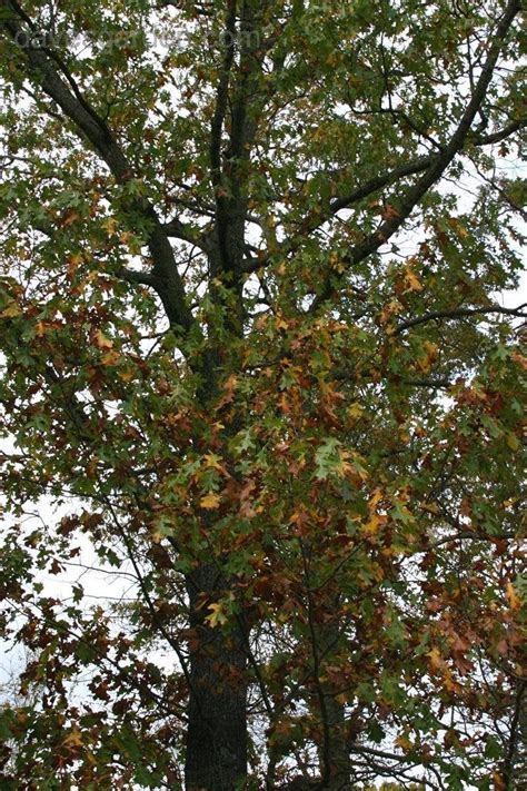 plantfiles pictures black oak quercus velutina  growin