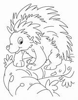 Porcupine Coloring Pages Kids Balancing Cute Color Printable Colouring Clipart Choose Board Library Getcolorings Bestcoloringpagesforkids sketch template