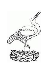 Stork Coloring Pages Nest Storks Its Feladatlap Color Getcolorings sketch template