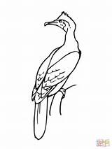 Cormorant Bird Coloring Pages Printable Categories Supercoloring sketch template