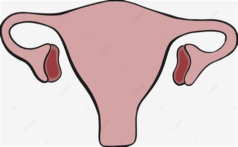 Vagina Female Hole Organ Vector Vagina Female Organ Png And Vector