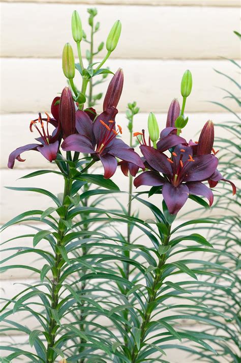 lilies plant care and collection of varieties