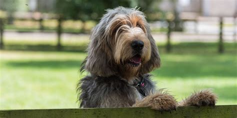 british dog breeds   risk   extinct