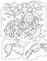 Scorpion Animais Geographic Enseignement Skorpion Scorpione Didattica Geografia Escorpião Colorare Chima és Té Menja Ossos Potes sketch template