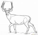 Deer Mule Draw Drawing Step Coloring Pages Supercoloring Drawings Line Animal Tutorials Buck sketch template