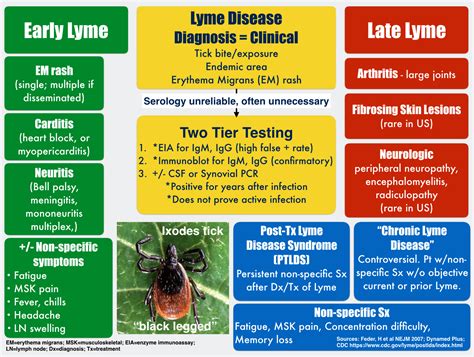 Lyme Disease What To Know