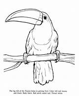 Toucan Identification Coloringhome sketch template