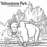 Yellowstone Bison Coloringonly Worksheet Hut sketch template