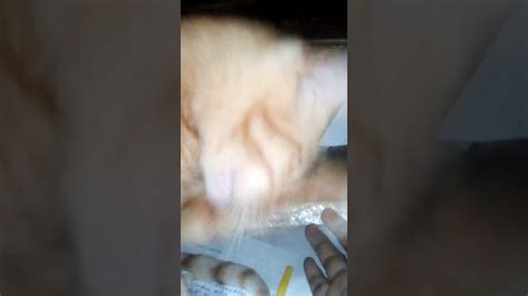 nice pussy cat licking my finger youtube