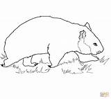 Wombat Coloring Pages Walking sketch template