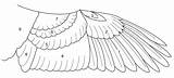 Wings Bird Drawing Hummingbird Birds Sketch Swan Drawings Wing Feather Chicken Visit sketch template