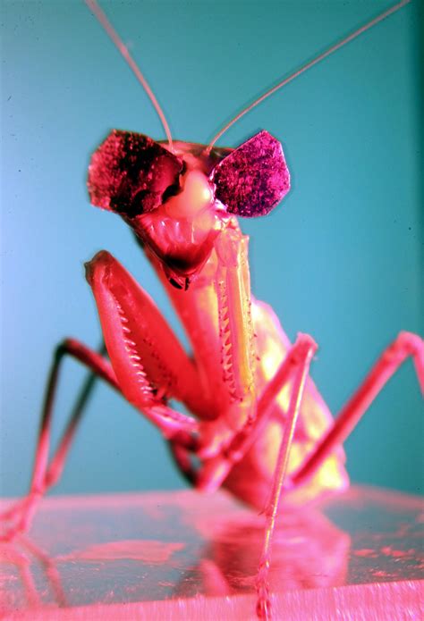 Bug Eyes Tiny 3 D Glasses Confirm Insect 3 D Vision