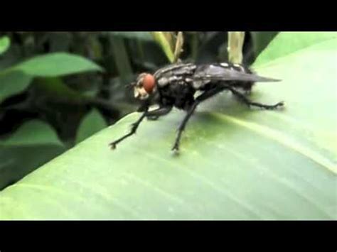 evil fly laugther youtube