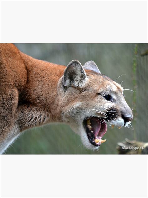 Cougar Scream Poster By Sketchpoet Redbubble