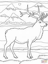 Elk Wapiti Rocky Colouring Supercoloring Cartoons Justcoloringbook Coloringhome sketch template