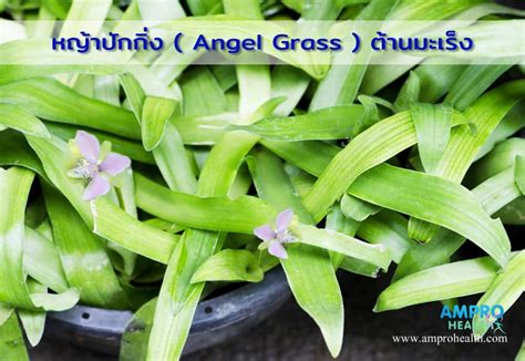 angel grass  pro health
