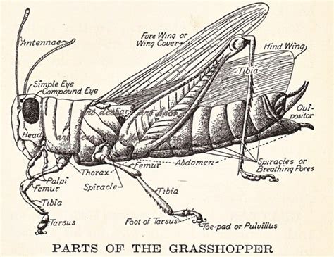 parts   grasshopper cool  dictionary