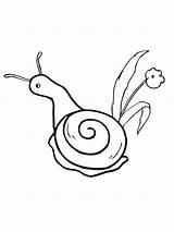 Snail Coloring Pages Shell Gary Printable Flower Snails Drawing Kids Getdrawings Clipartbest Supercoloring Garden Choose Board Color Print Getcolorings Realistic sketch template