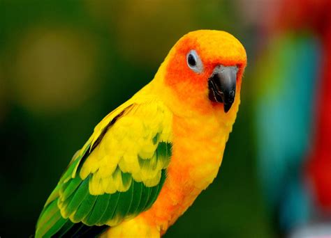 sunburst conure parrot photograph  eleu tabares fine art america