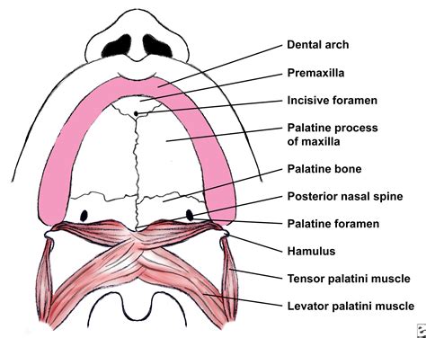 oral maxillo facial surgery congenital malformations mouth  pharynx