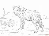 Wolf Coloring Pages Drawing Printable Skip Main sketch template
