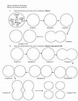 Meiosis Worksheet Cell Cycle Stages Drawing Mitosis Biology Diagram Bing Answers Worksheets Phases Template Coloring School Vs High Genetics Drawings sketch template