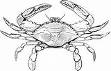 Crab Blue Clipart Drawing Clip Coloring Crabs Pages Outline Color Cartoon Etc Dungeness Drawings Maryland Animals Clipartix Printable Large Usf sketch template