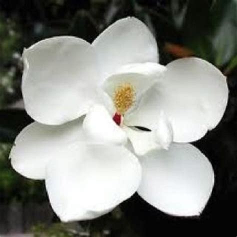 louisiana state flower magnolia louisiana pinterest beautiful