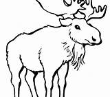 Coloring Pages Moose Elk Drawing Bull Head Getdrawings Getcolorings Clipartmag Baby sketch template