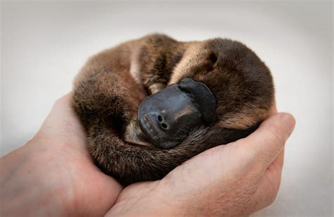 baby platypus pictures ideas