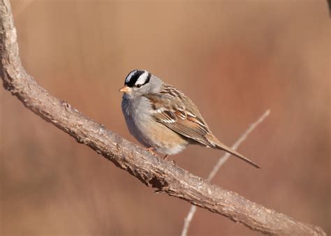 white crowned sparrow audubon field guide