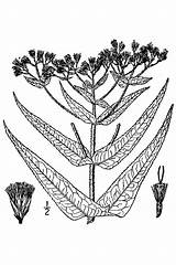 Eupatorium Perfoliatum Boneset Britton 1913 Usda Nrcs Flora Database Northern sketch template