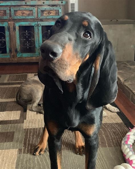 pretty facts  black  tan coonhound dogs page    petpress