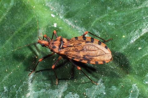 drug  neglected chagas disease gains fda approval  price worries wgcu news