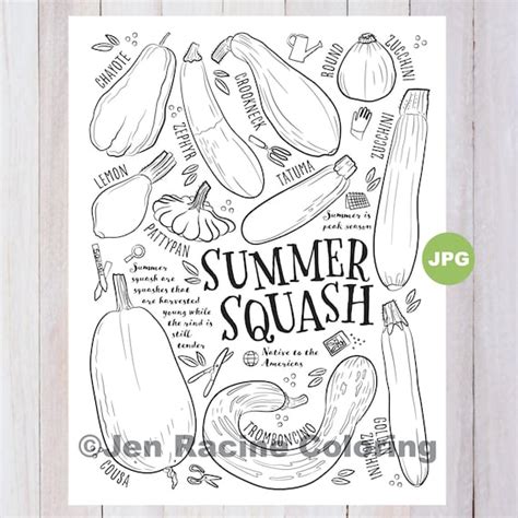 squash coloring page summer squash vegetable coloring page etsy
