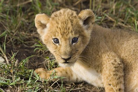 Big Cats Images Lion Cub Hd Wallpaper And Background