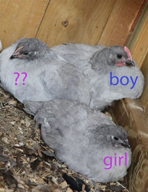 12 Week Old Lavender Orpington Gender Help Backyard Chickens