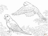 Coloring Parrots Quaker Parrot Printable Bird Supercoloring Puerto Drawing Budgie Outline Animal Birds Drawings Rican Parakeets Ausmalbild Tracing Rico Adult sketch template