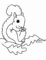 Squirrel Coloring Pages Preschool Printable Kids Clipart Color Squirrels Print Fall Leaves Cliparts Template Library Animal Animals Clip Popular Coloringhome sketch template