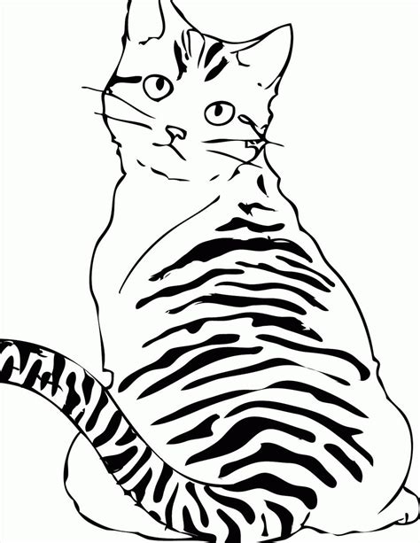 tabby cat coloring pages  getcoloringscom  printable colorings