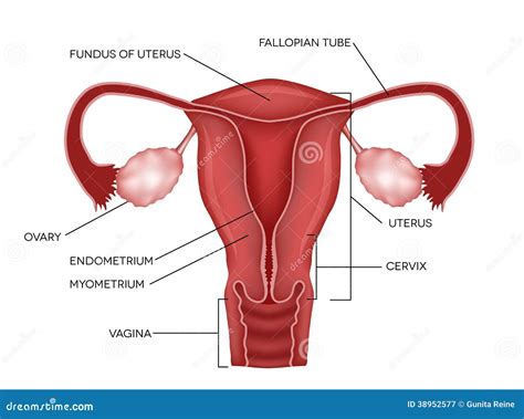 apparato genitale femminile illustrazione vettoriale illustrazione  cervice organo