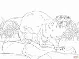 Coloring Otter Pages River American North Wildlife Printable Drawing Color Otters Animal Print Choose Board Supercoloring Getdrawings Online Animals America sketch template