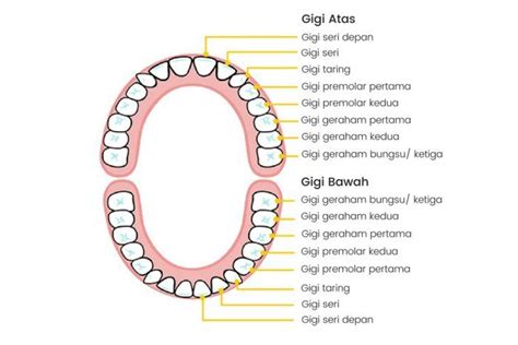 Mengenal Anatomi Gigi Jenis Jenis Gigi Dan Fungsi Tiap
