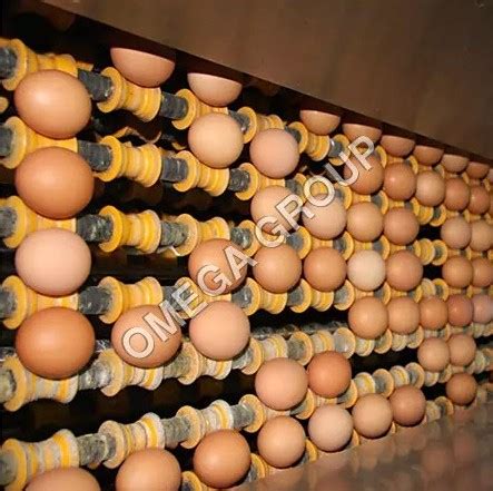 fully automatic egg collection systems egg collection mumbai india