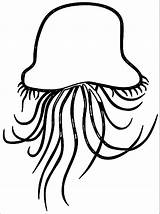 Jellyfish Clipart Jelly Outline Fish Clip Baby Wikiclipart Template Coloring Wecoloringpage Cliparting Clipartmag Pages Clipground Cliparts Related 1993 sketch template