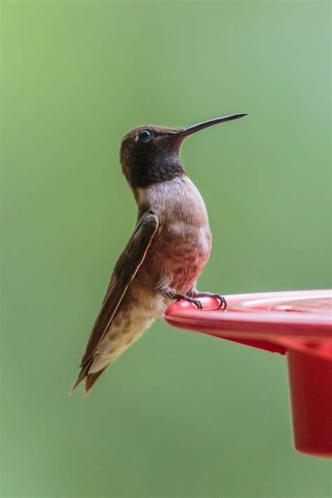 black chinned hummingbird  kahler photography