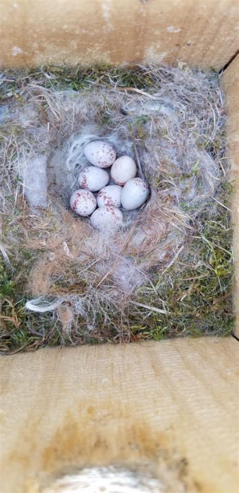 nestwatch carolina chickadee nest  eggs nestwatch