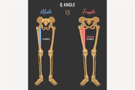 Female And Male Skeleton Differences Custom Designed