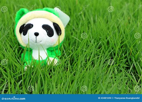 panda garden stock photo image  green beautiful