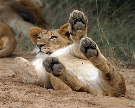 lion cub moggyblog